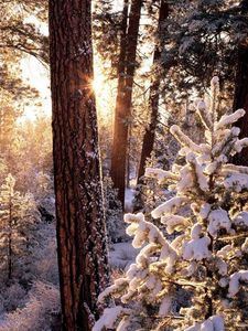 Preview wallpaper winter, wood, tree, sun, morning, snowboard