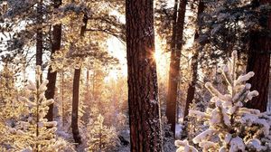 Preview wallpaper winter, wood, tree, sun, morning, snowboard