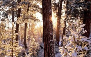 Preview wallpaper winter, wood, tree, sun, morning, snowboard