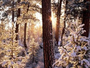 Preview wallpaper winter, wood, tree, sun, morning, snowboard