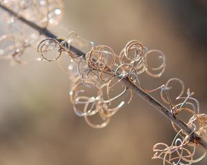 Preview wallpaper wire, branch, circles