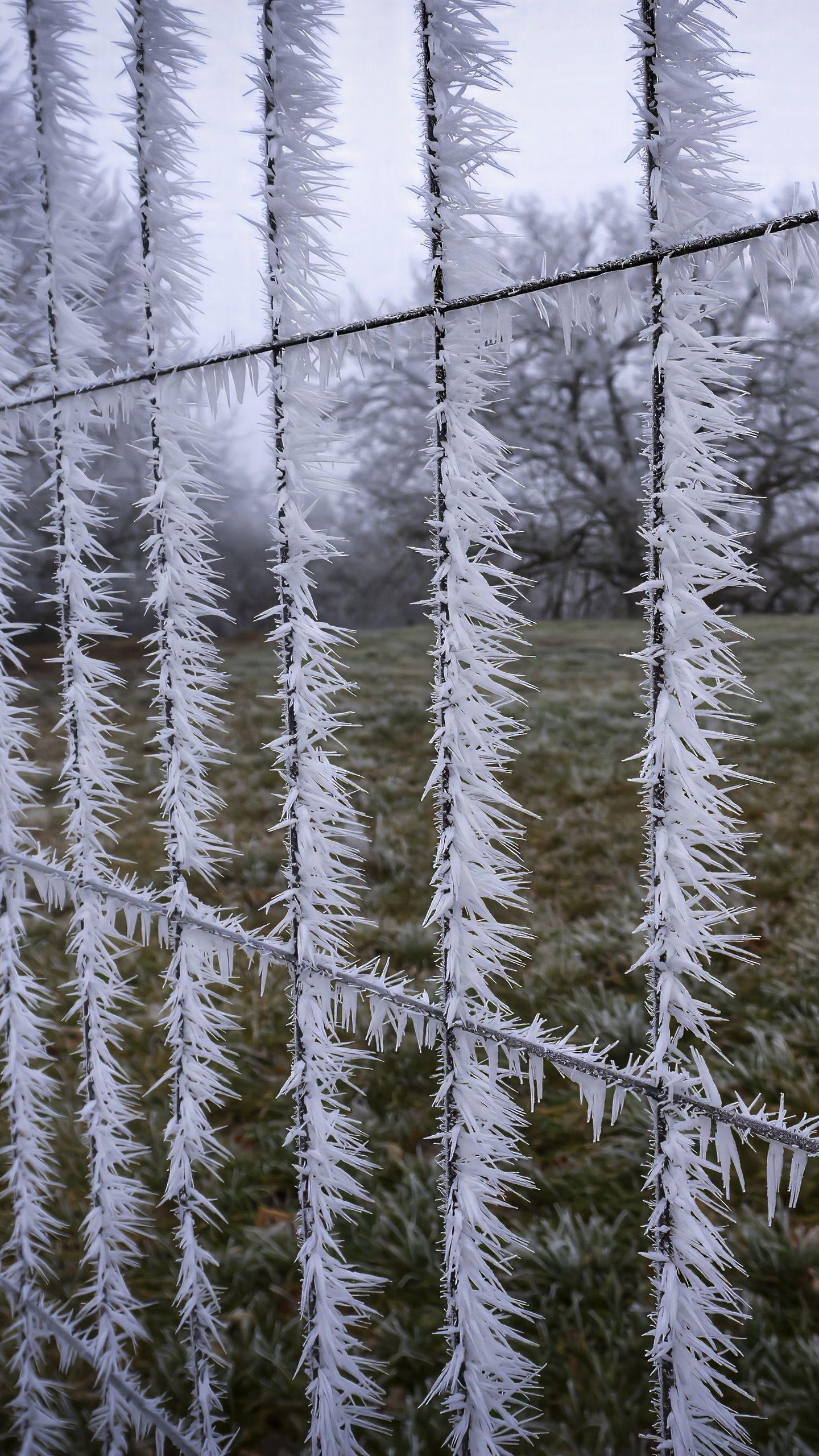 1440x2560 Wallpaper wire, frost, ice