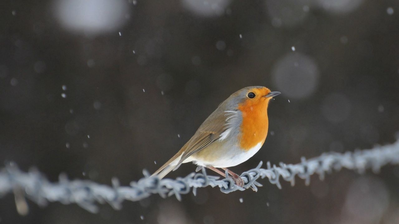 Wallpaper wire, robin, bird