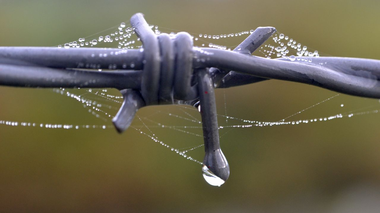Wallpaper wire, web, drops, rain, macro