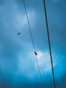 Preview wallpaper wires, clouds, birds, sky