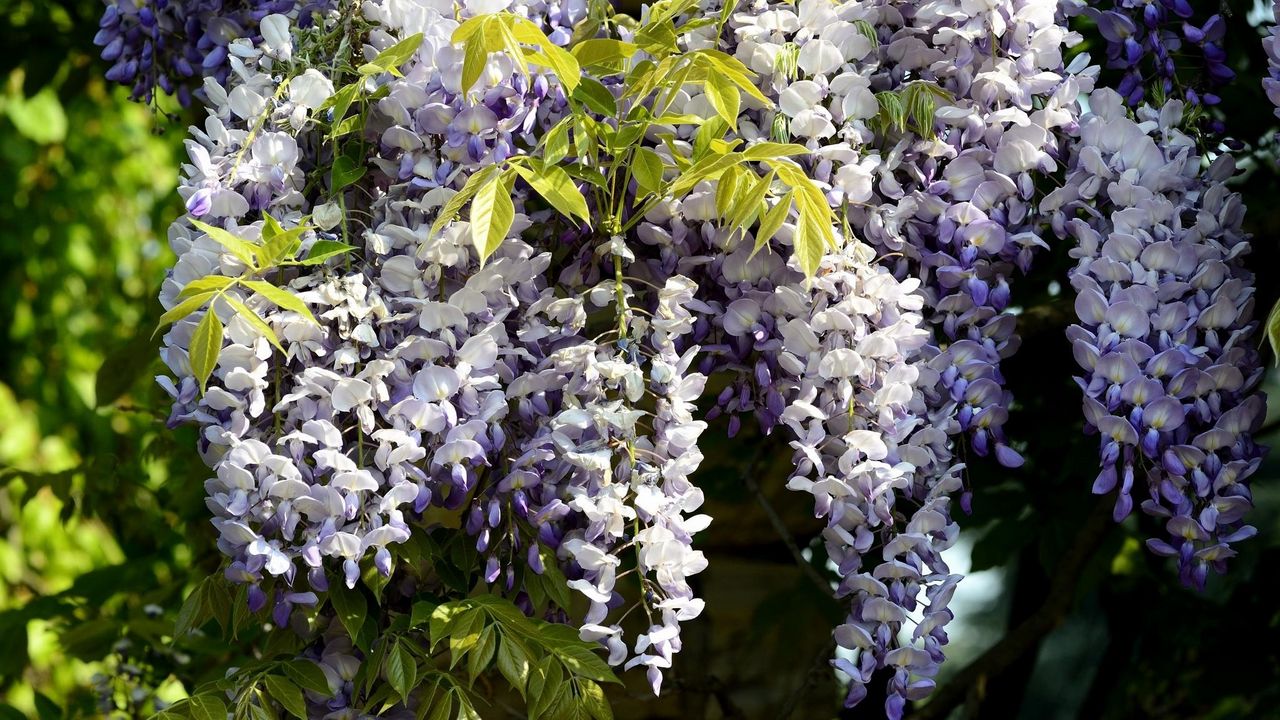 Wallpaper wisteria, branch, bunch, leaves, sunny