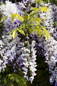 Preview wallpaper wisteria, branch, bunch, leaves, sunny