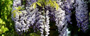 Preview wallpaper wisteria, branch, bunch, leaves, sunny