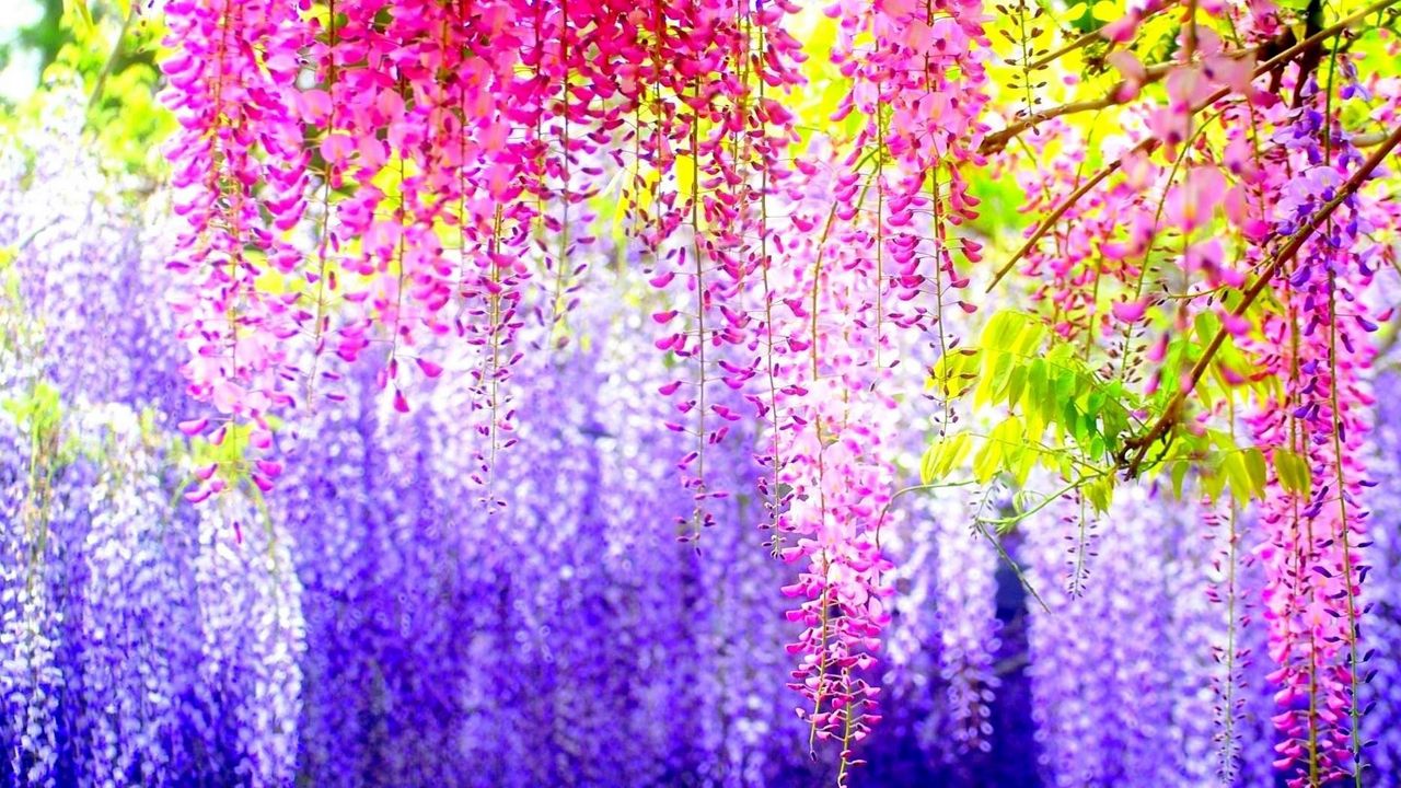 Wallpaper wisteria, branches, clusters, different, blur, light