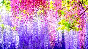 Preview wallpaper wisteria, branches, clusters, different, blur, light