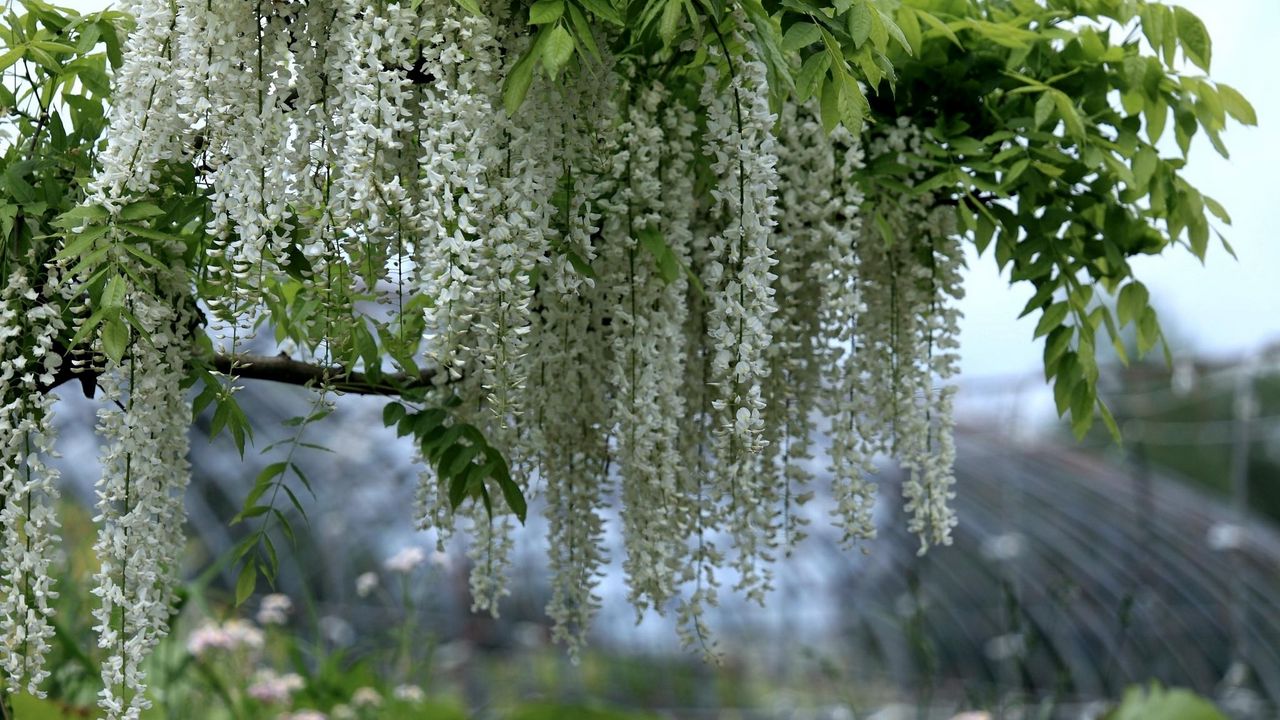 Wallpaper wisteria, branches, clusters, snow-white, blur