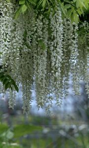 Preview wallpaper wisteria, branches, clusters, snow-white, blur