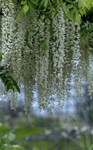 Preview wallpaper wisteria, branches, clusters, snow-white, blur