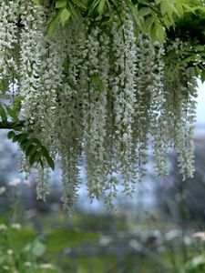 Preview wallpaper wisteria, branches, clusters, snow-white, blur