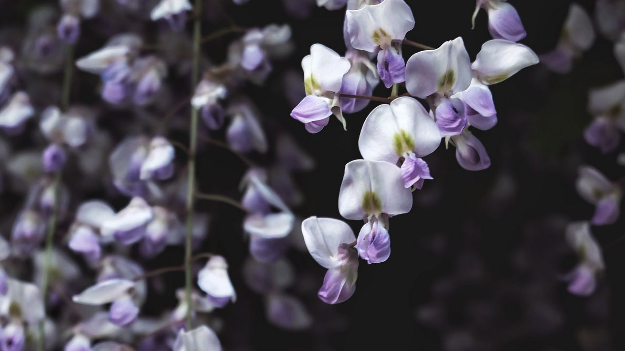 Wallpaper wisteria, flower, plant, flowering