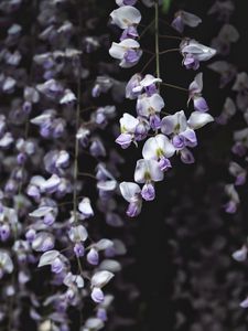 Preview wallpaper wisteria, flower, plant, flowering