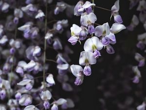 Preview wallpaper wisteria, flower, plant, flowering