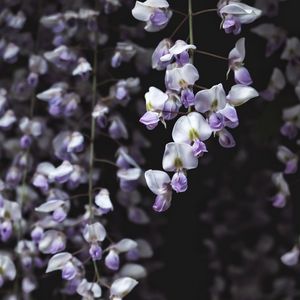 Preview wallpaper wisteria, flower, plant, flowering
