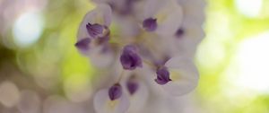 Preview wallpaper wisteria, flowers, inflorescences, blur, petals