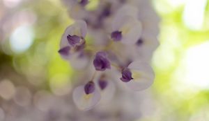 Preview wallpaper wisteria, flowers, inflorescences, blur, petals