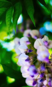 Preview wallpaper wisteria, flowers, inflorescences, blur