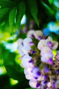 Preview wallpaper wisteria, flowers, inflorescences, blur