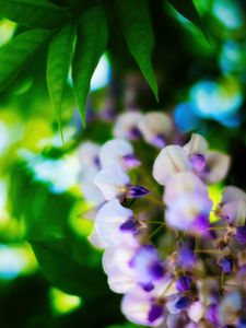 Preview wallpaper wisteria, flowers, inflorescences, blur