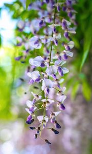 Preview wallpaper wisteria, flowers, inflorescences, purple