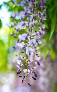 Preview wallpaper wisteria, flowers, inflorescences, purple