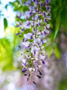 Preview wallpaper wisteria, flowers, inflorescences, purple