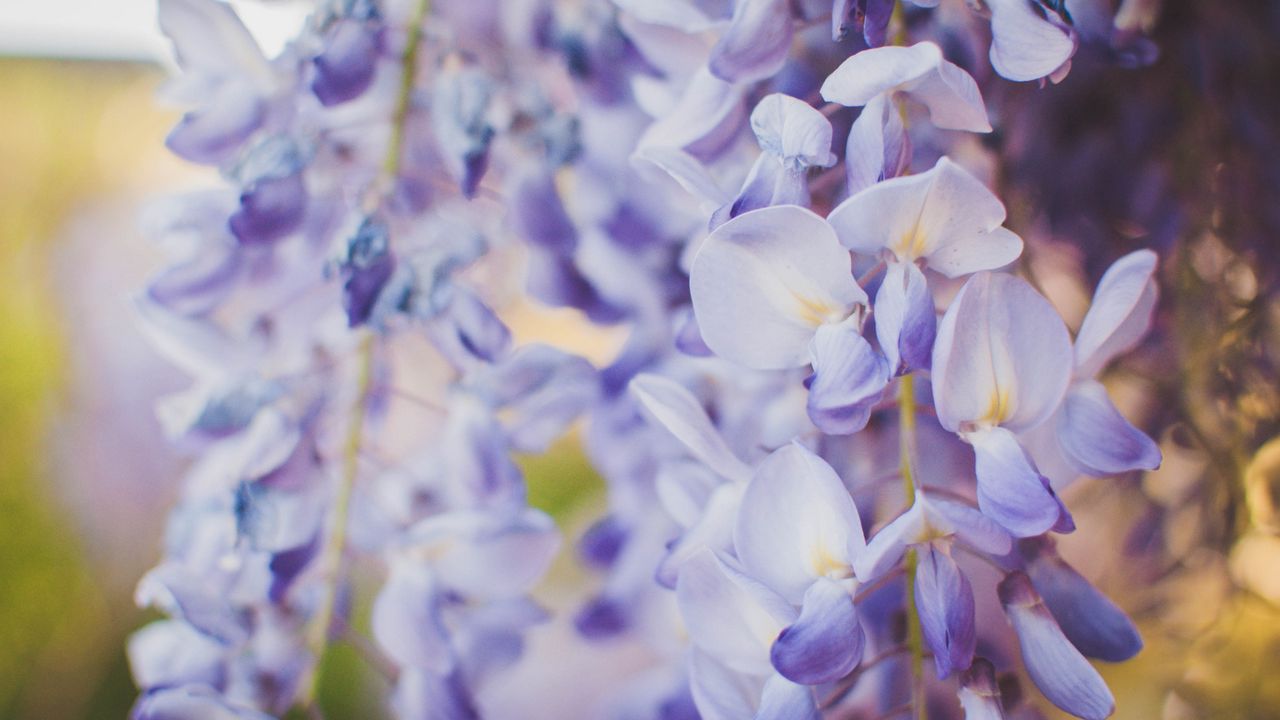 Wallpaper wisteria, flowers, purple, closeup