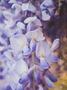 Preview wallpaper wisteria, flowers, purple, closeup