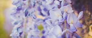 Preview wallpaper wisteria, flowers, purple, closeup