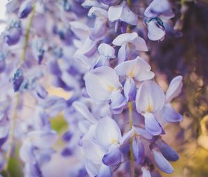 Preview wallpaper wisteria, flowers, purple, closeup