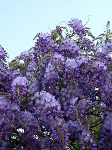 Preview wallpaper wisteria, grapes, branches, sky