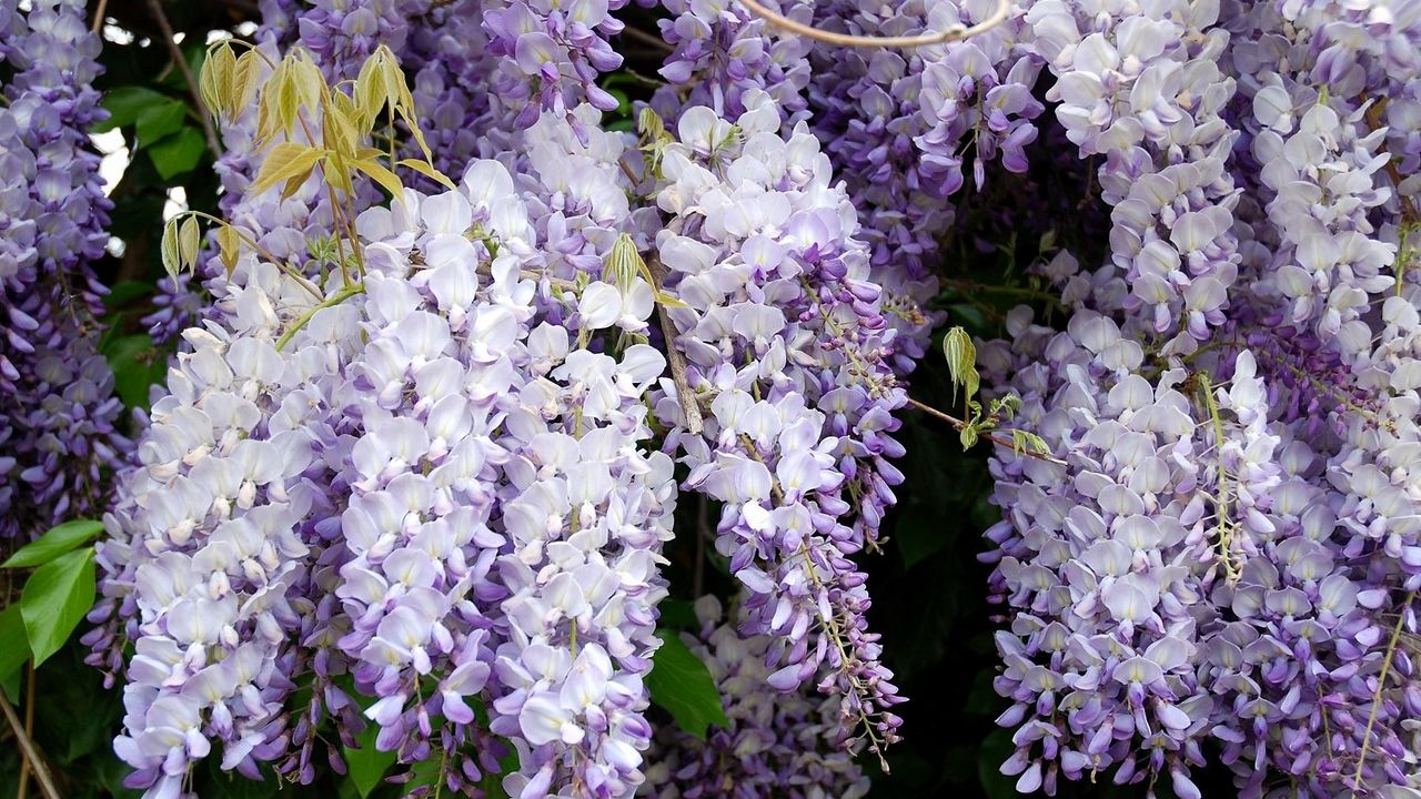 Wallpaper wisteria, grapes, branches, leaves