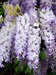 Preview wallpaper wisteria, grapes, branches, leaves