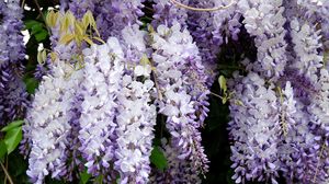 Preview wallpaper wisteria, grapes, branches, leaves