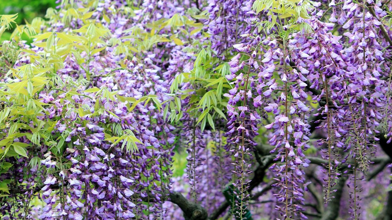 Wallpaper wisteria, grapes, branches, sharpness hd, picture, image