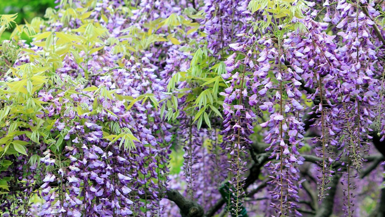 Wallpaper wisteria, grapes, branches, sharpness