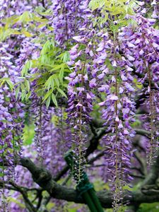 Preview wallpaper wisteria, grapes, branches, sharpness