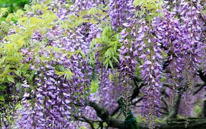 Preview wallpaper wisteria, grapes, branches, sharpness