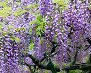 Preview wallpaper wisteria, grapes, branches, sharpness