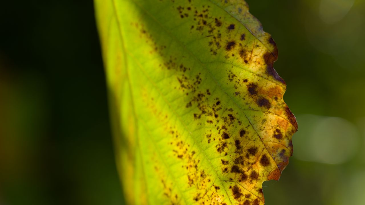 Wallpaper witch hazel, leaf, blur, macro