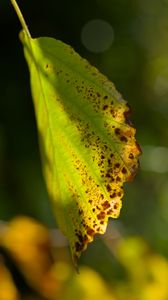 Preview wallpaper witch hazel, leaf, blur, macro