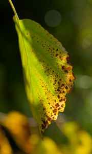 Preview wallpaper witch hazel, leaf, blur, macro