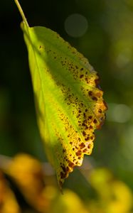 Preview wallpaper witch hazel, leaf, blur, macro