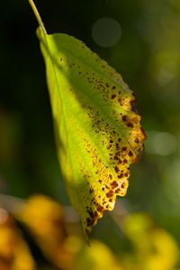 Preview wallpaper witch hazel, leaf, blur, macro