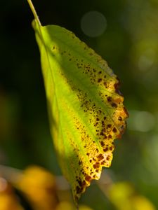 Preview wallpaper witch hazel, leaf, blur, macro