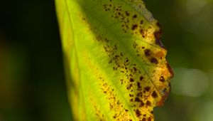 Preview wallpaper witch hazel, leaf, blur, macro